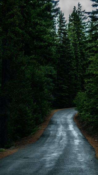 Road Through Forest Wallpaper iPhone Android Desktop Background