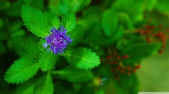 Pretty Purple Flower Wallpaper