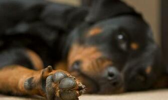 Rottweiler Wallpaper Android Apps On Google Play