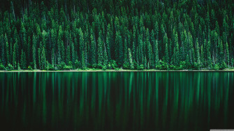 Forest Lake 4k Wallpaper