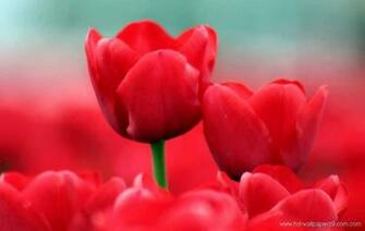Calla Lilies Wallpaper Photos Image Gallery