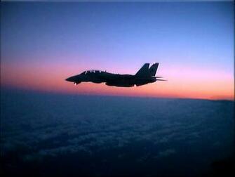 Tomcats Wallpaper Animalgals