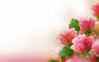 Pink Roses Abstract Wallpaper HD Desktop And Mobile Background
