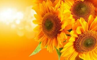 Flowers Image Orange Sunflower Wallpaper Photos