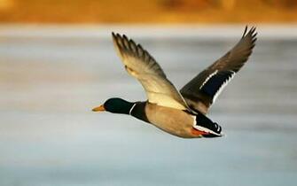 Flying Birds Wallpaper Desktop