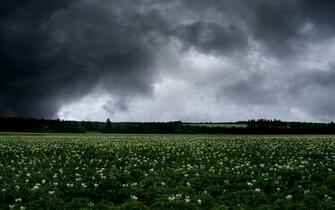 Stormy Clouds Amp White Flowers Wallpaper