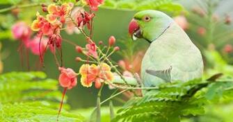 Indian Ringed Parrot 4k Ultra HD Wallpaper Adobe Photoshop