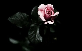 Wallpaper Love HD
