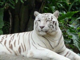 White Siberian Tiger Wallpaper