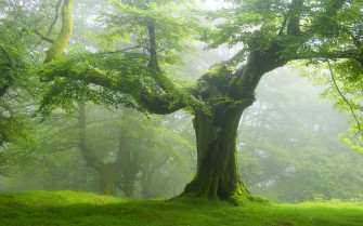 Forest Trees Nature Landscape Tree Wallpaper HD