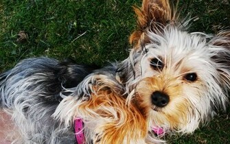 Pet Yorkshire Terrier Playing In The Garden Wallpaper