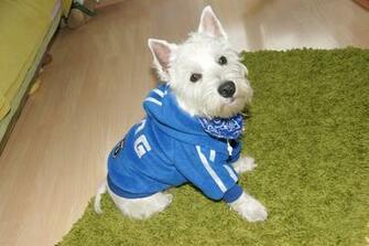 Funny Westie Dog Desktop Wallpaper Doblelol