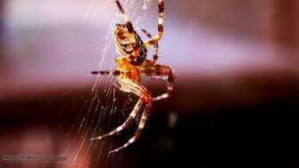 Scary Spider Going Down Wallpaper Desktop