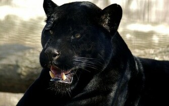 Black Panther Computer Wallpaper Desktop Background