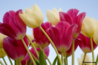 Flowers Collection Desktop Wallpaper And Much More Flower