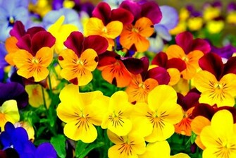 Earth Pansy Wallpaper