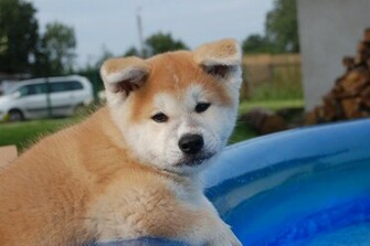 Akita Inu Puppy On The Car Wallpaper Jpg