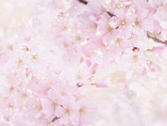 Cherry Blossom Background