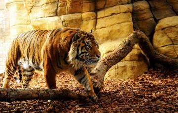 Wallpaper Nature Tiger Beautiful Predator Beauty Animal Fang