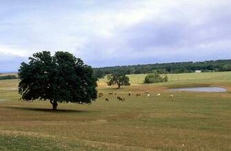 Photo Scanner Texas Land