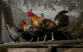 Red Crowned Golden Flower Rooster Wallpaper Animal