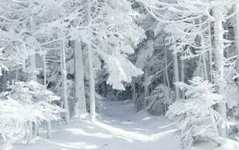 Snow White Wood Desktop Wallpaper