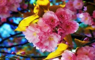 Beautiful Spring Flowers Computer Desktop Wallpaper Pictures