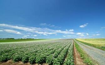 Wallpaper Field Plantation Agriculture HD