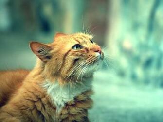 Orange Awesome Cat Full HD Wallpaper