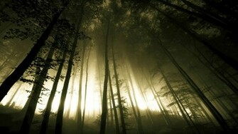 Dark Forest Wallpaper