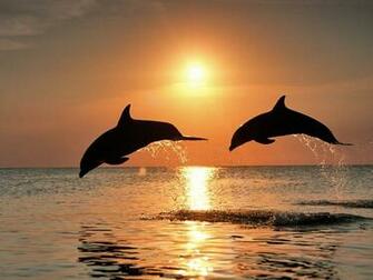Dolphin Wallpaper For You All The Best