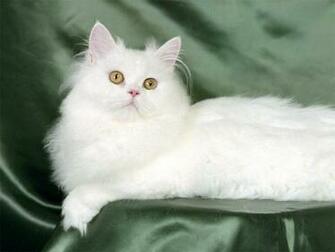 Beautiful White Cute Cat Pictures Photos Wallpaper