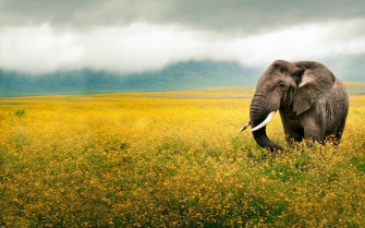 Ultra HD 4k Elephant Wallpaper Desktop