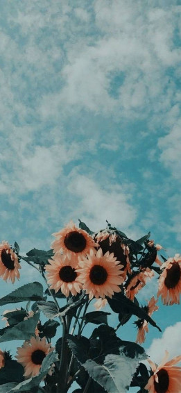Aesthetic Wallpaper For Phone