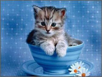 Impossibly Cute Kitten Cats Wallpaper Computer Desktop