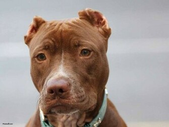 HD Wallpaper Pitbull Dog