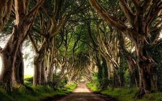 The Dark Hedges Northern Ireland Wallpaper Desktop