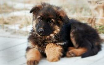 German Shepherd Puppies HD Wallpaper Background Image