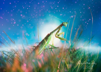 Fabulous Nature Desktop Wallpaper In HD