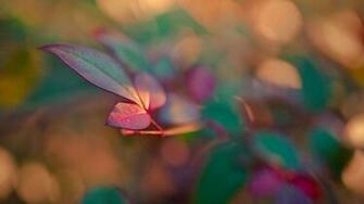 Red Purple And Blue Leafs HD Wallpaper FullHDwpp Full