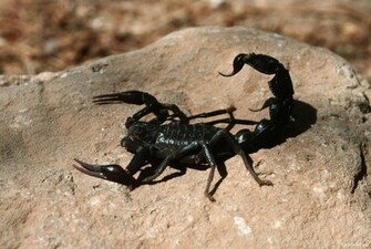Scorpion Wallpaper HD
