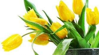 Yellow Tulip