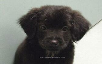 Puppies Image Black Lab Puppy HD Wallpaper And Background