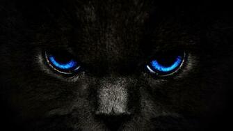 Black Cats HD Wallpaper