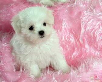 White Baby Dog Wallpaper