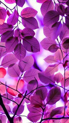 Beautiful Mobile Photo Pictures Wallpaper HD