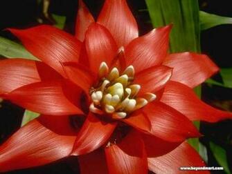 Big Flower Wallpaper Group Picture Image By Tag Keywordpictures