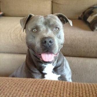 Blue Nose Pitbull On