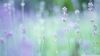 Soft Focus Small Purple Flowers Wallpaper