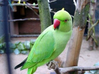 All Wallpaper Indian Parrots Pictures